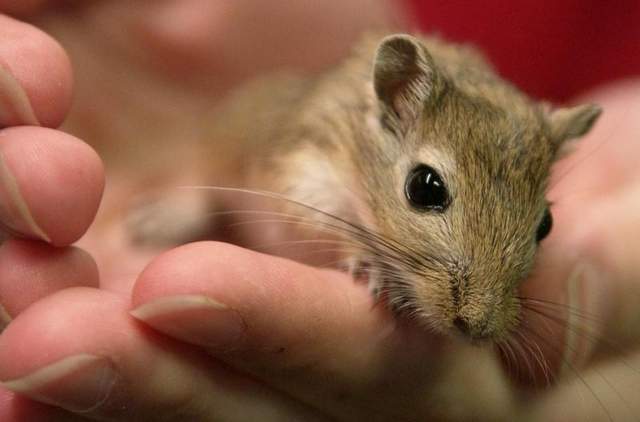 Pete Rongeur Quel rongeur choisir ? - quatrepattessousuntoit.fr