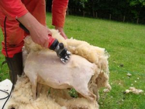 Tonte des moutons